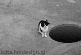 funnycat.gif