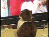 1220839345227.gif